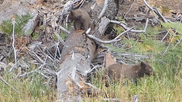 Video: Black bear mom and cub